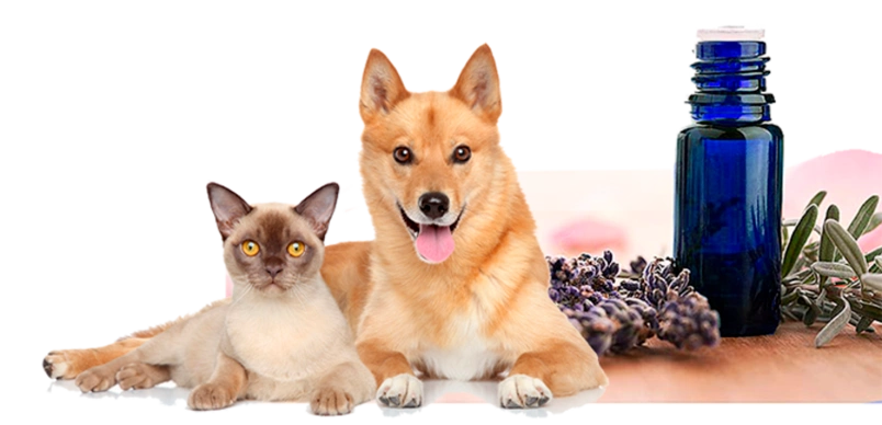 Aromadog chill out clearance